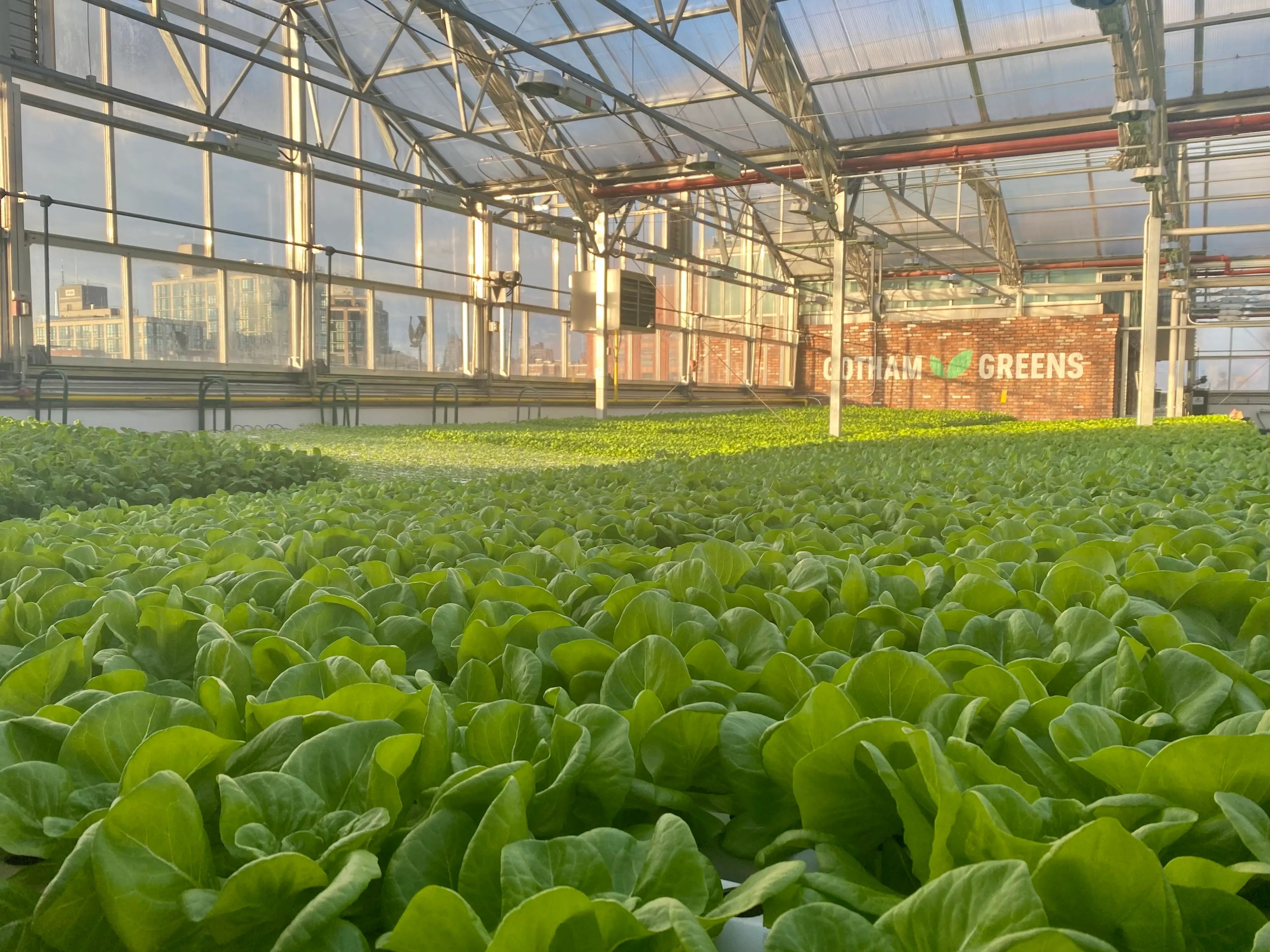 Inside a Greenhouse on Rooftop of Whole Foods in Brooklyn Business