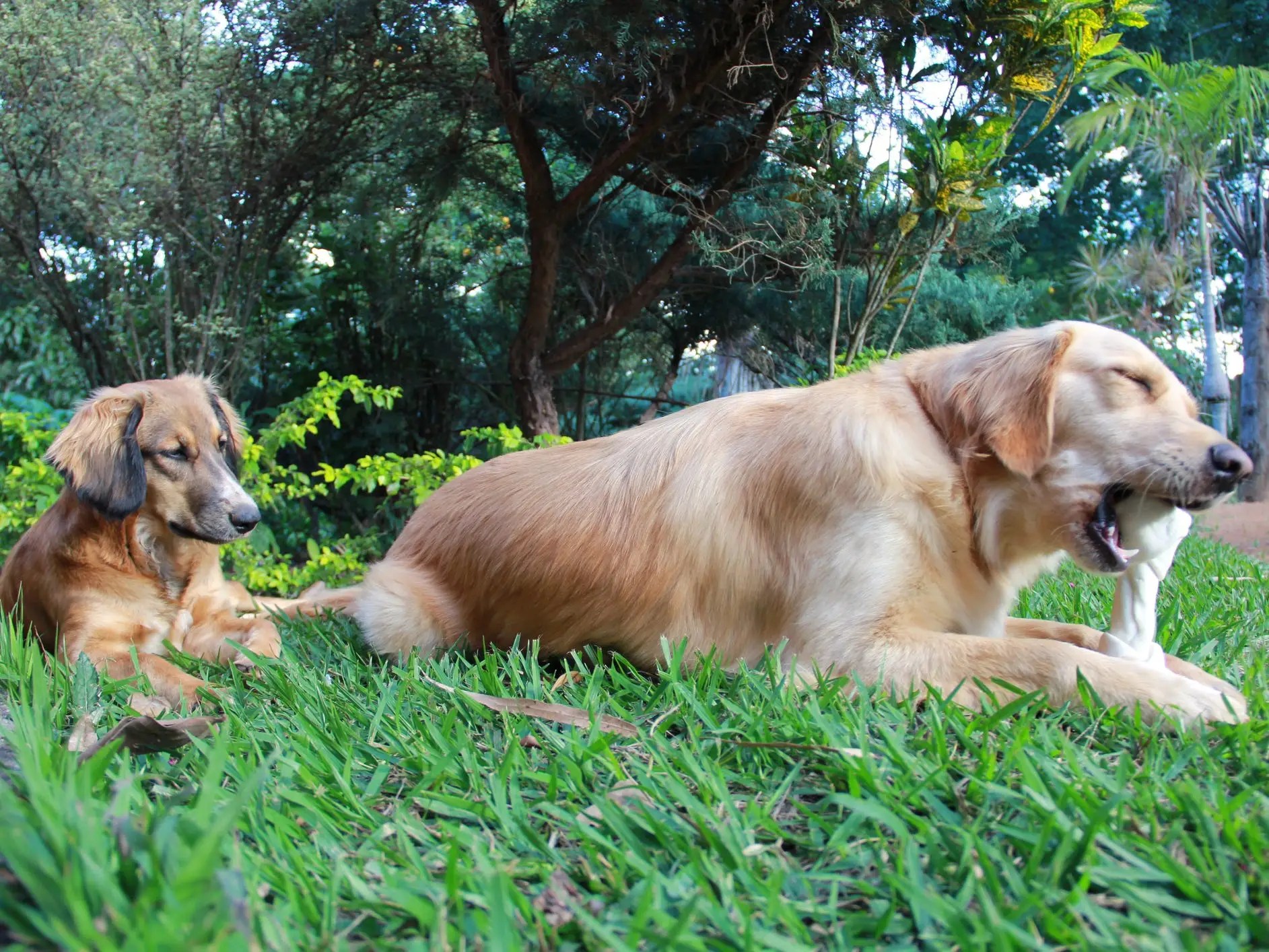 Do Puppies Get Jealous Of Babies