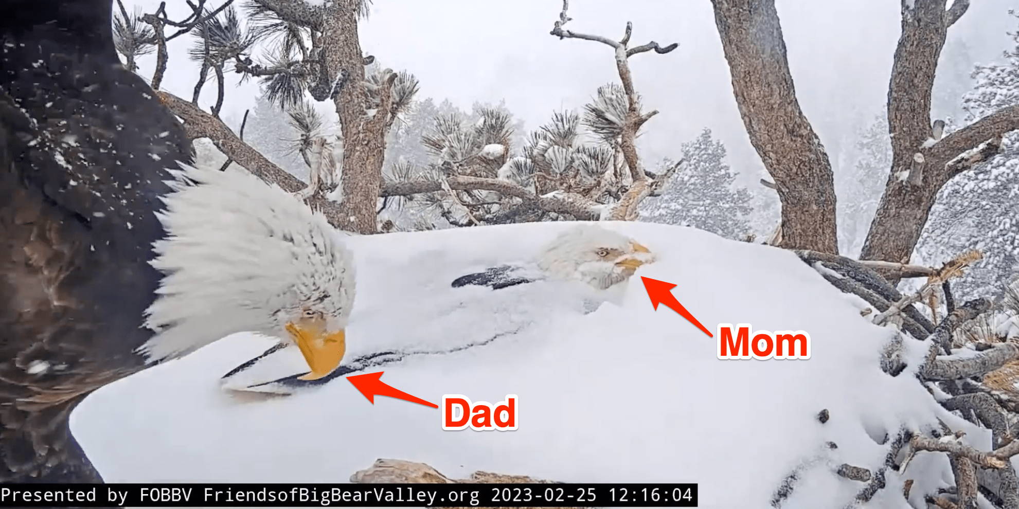 2 Eagle Parents Take Turns Protecting Eggs During Snowstorm Video