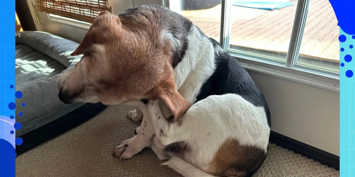 What Is The Best Dog Flea And Tick Prevention