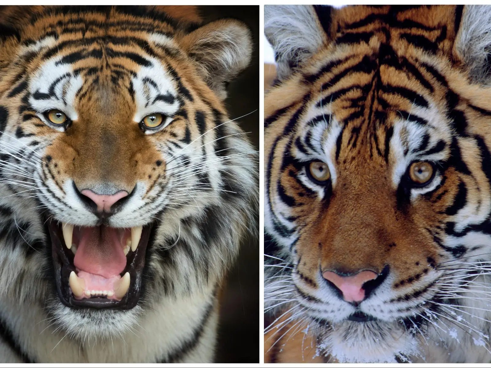 Siberian Tiger Vs Bengal Tiger