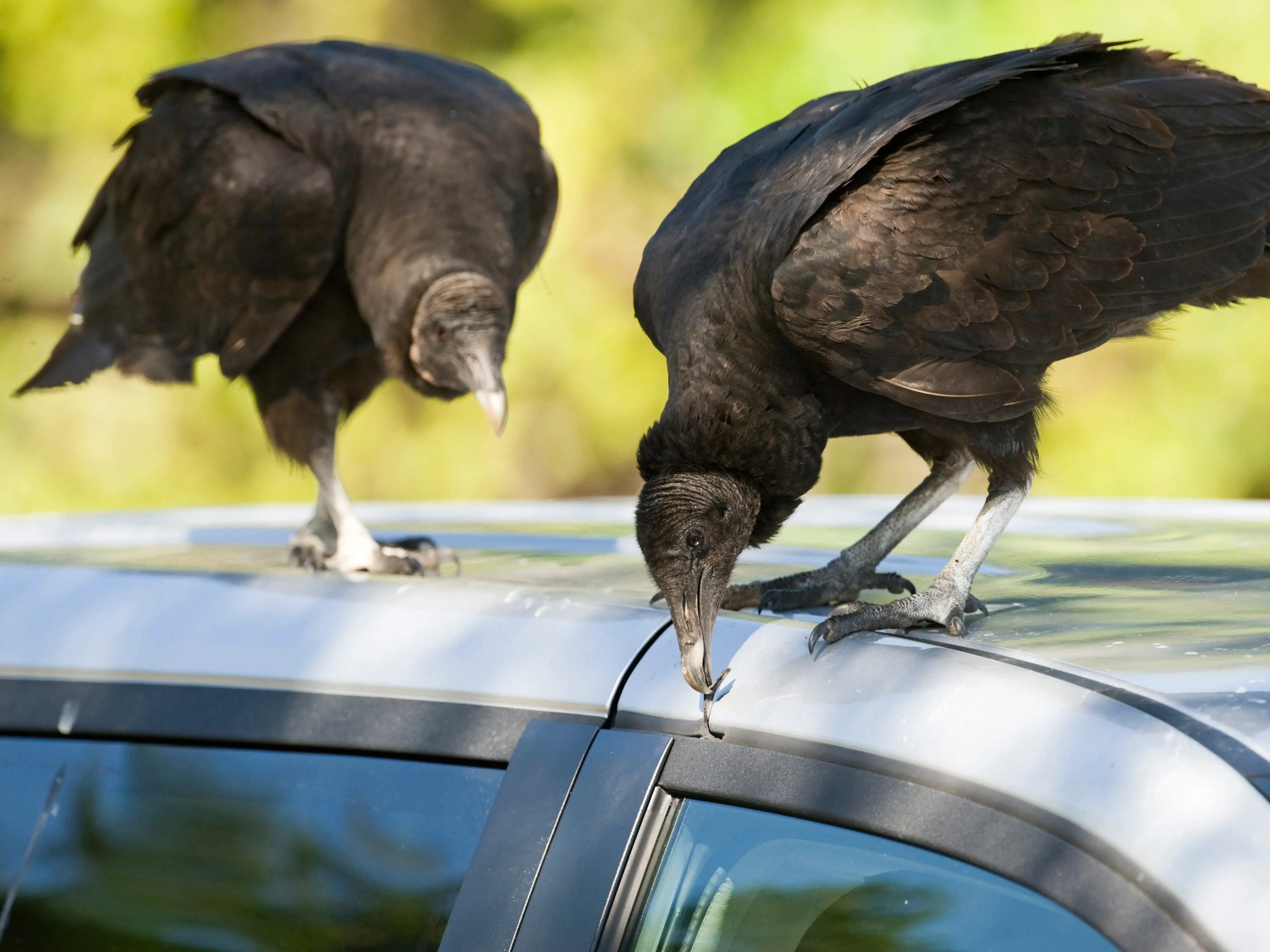 Black buzzards are circling New York City in sightings that ‘would have