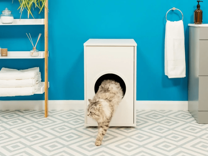 The 7 best topentry litter boxes in 2023 Dikla Akrat