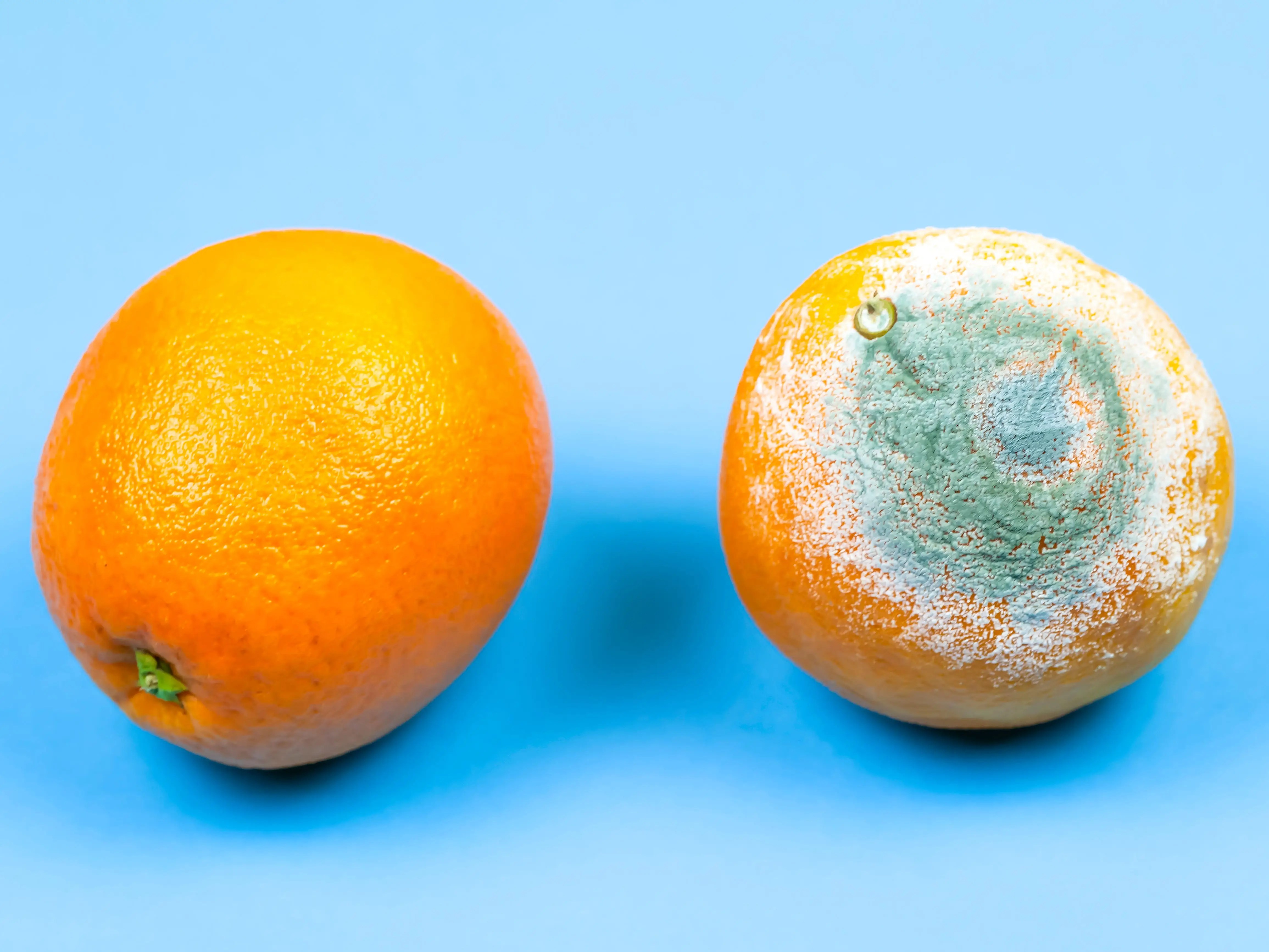 4 foods its safe to cut the mold off and eat and 4 it isn’t, according