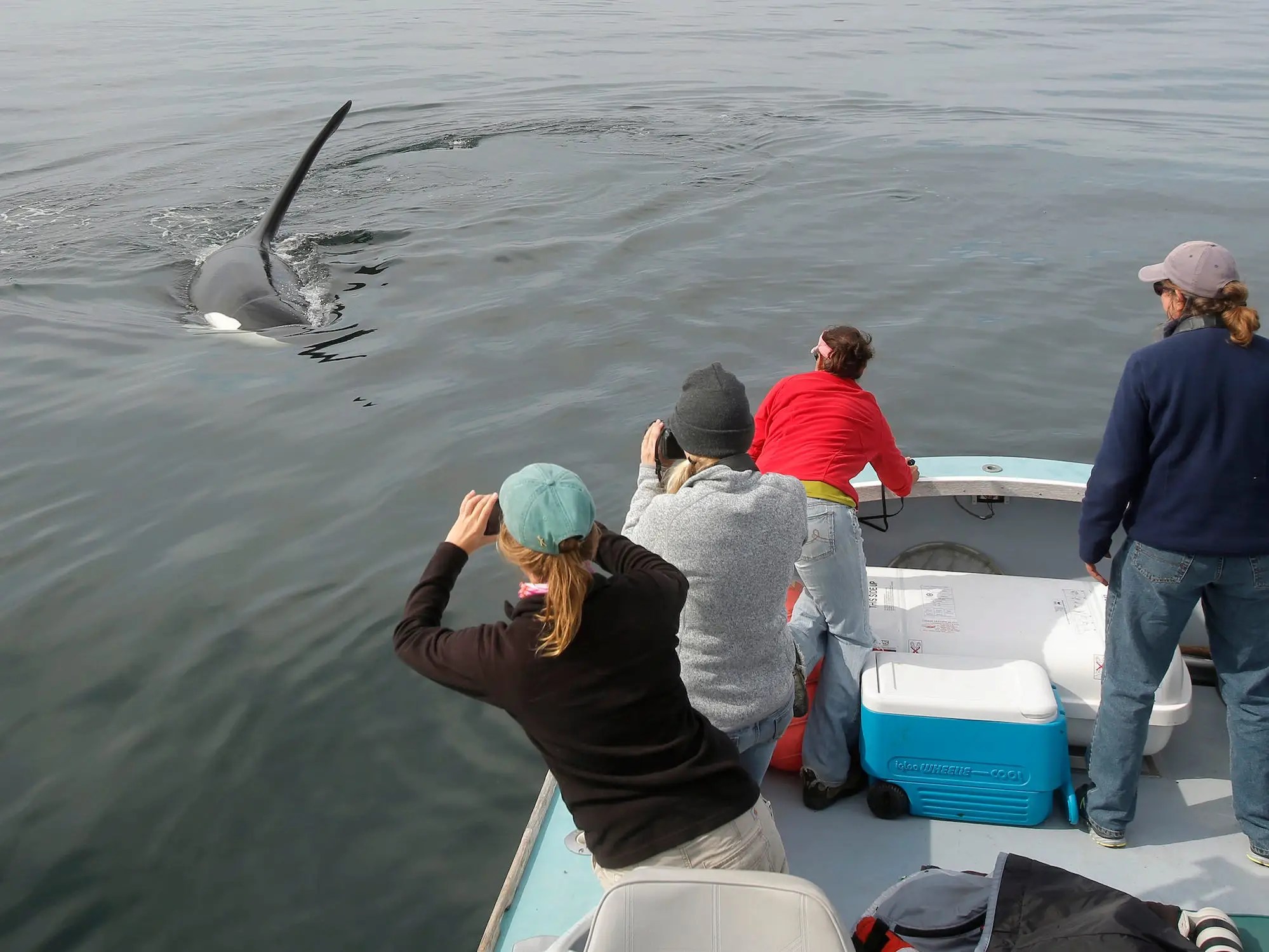 If you see a killer whale, 'never enter the water.' What to do during an orca encounter