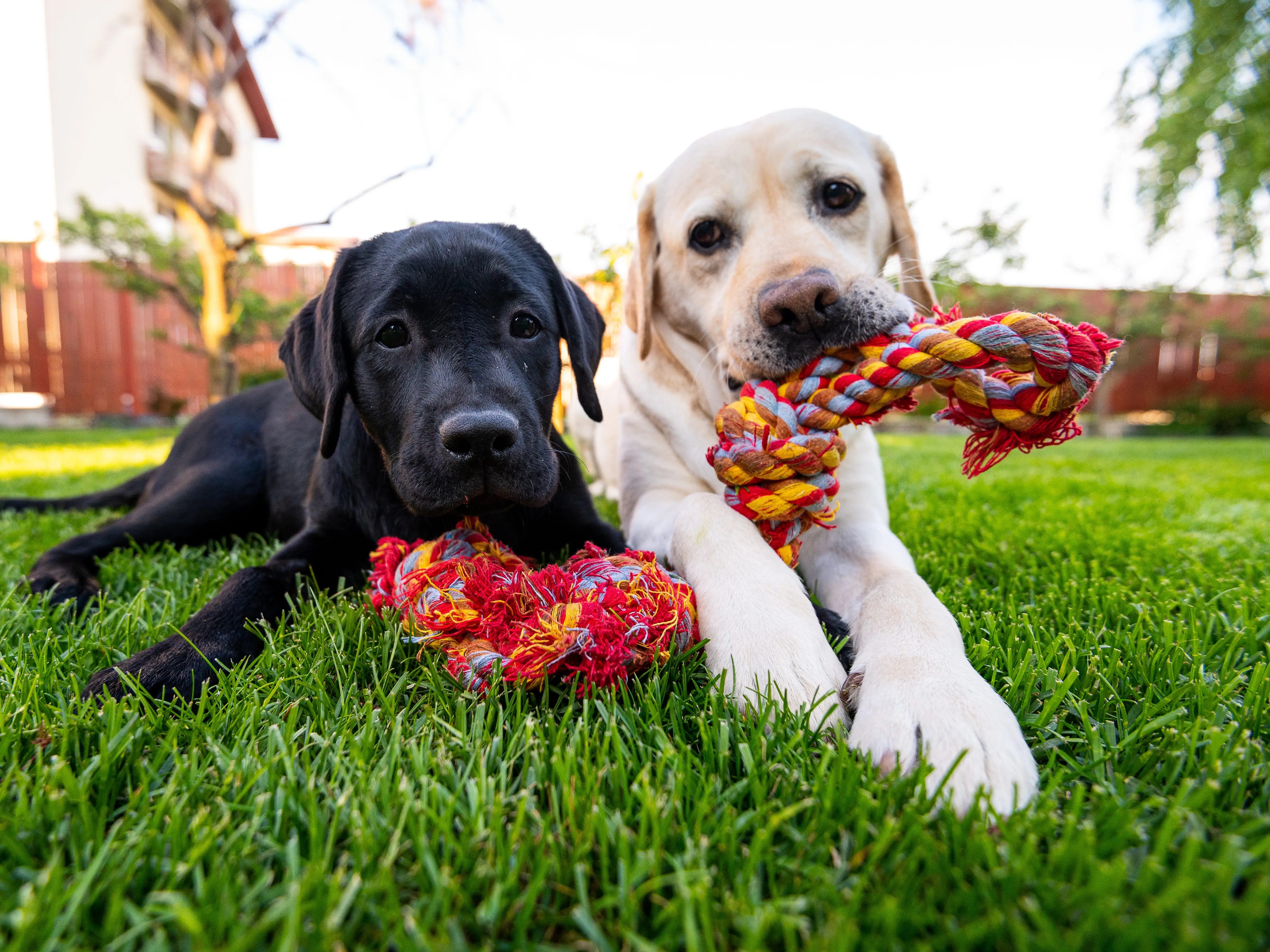 Why You Should Avoid Buying Your Dog Rope Toys, According to an Expert