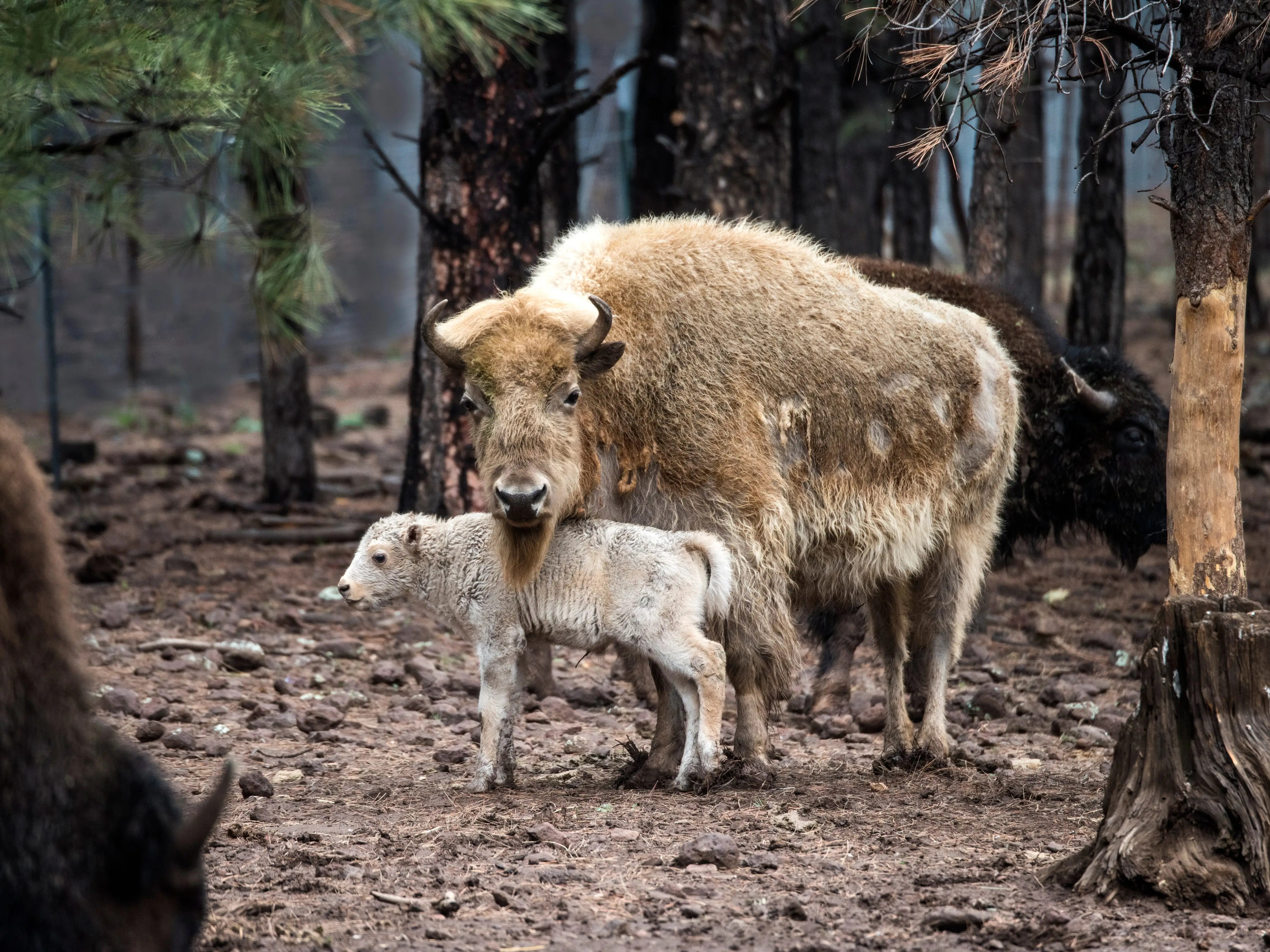 'OneinTenMillion' Rare White Bison Calf Born in Wyoming State Park