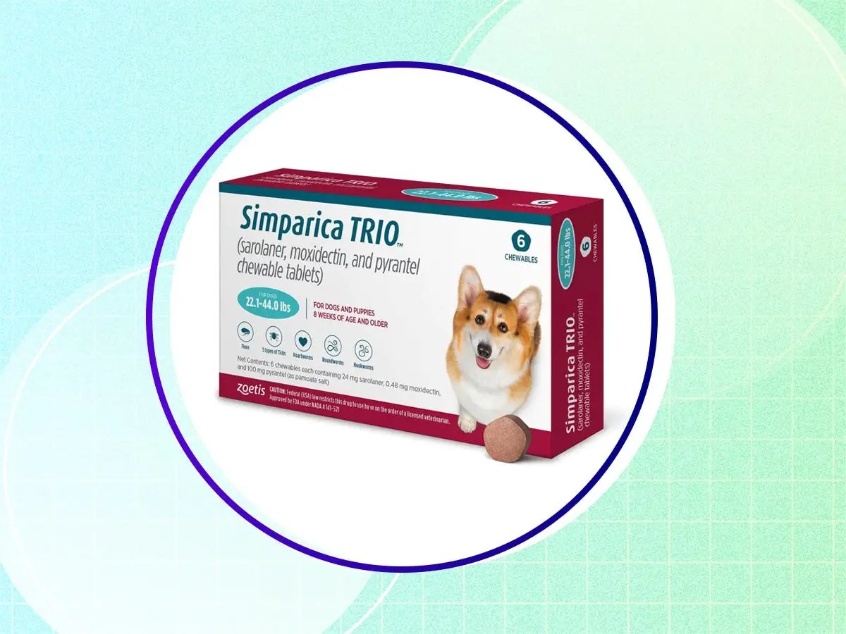 The 6 best flea treatments for dogs of 2023, with advice from