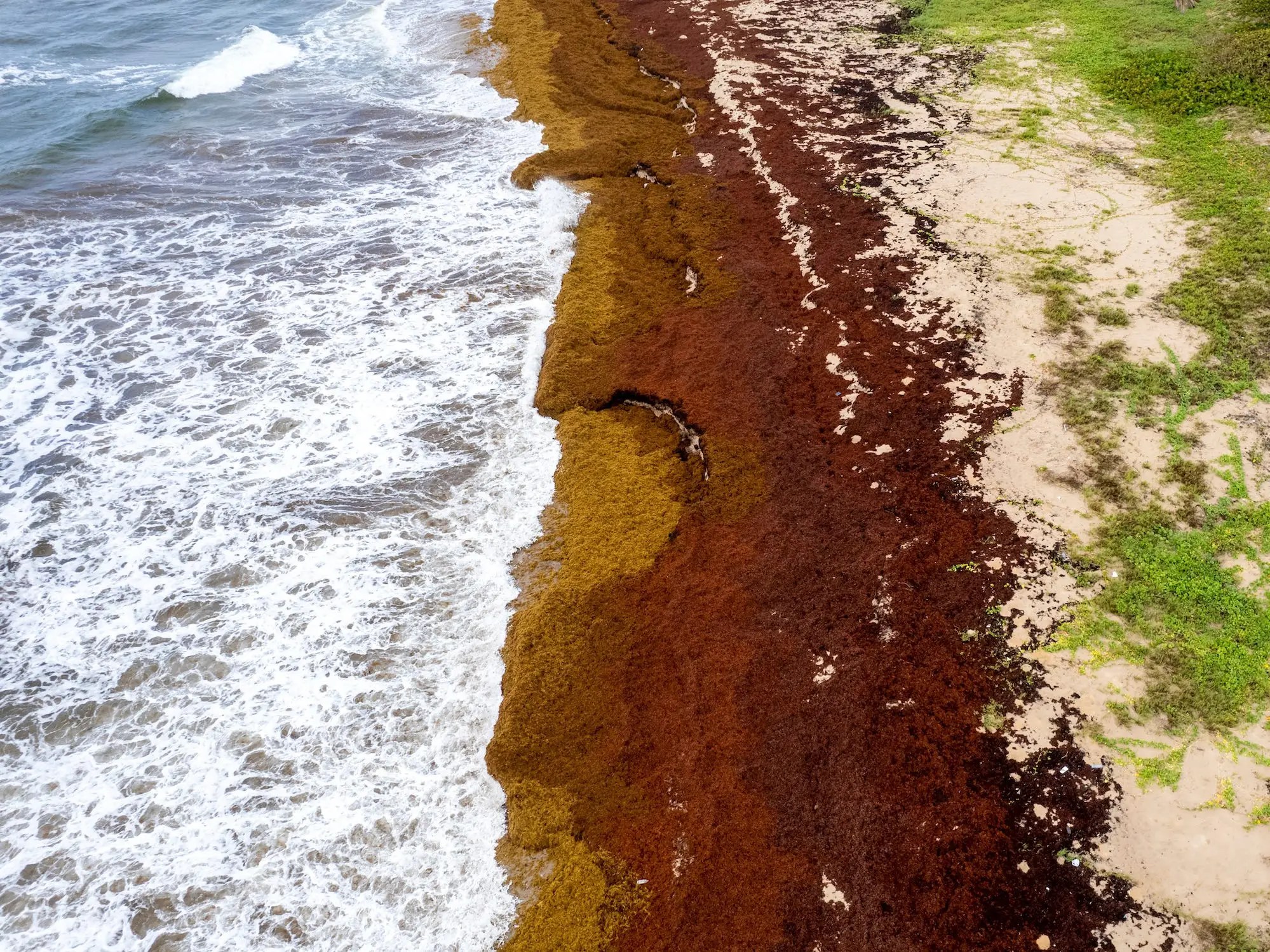 A giant seaweed mass heading for Florida's beaches is full of poten...