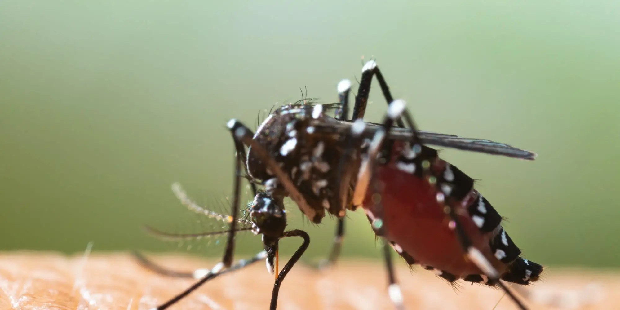 Don't Drink Beer What Attracts and Repels Mosquitoes The Satellite