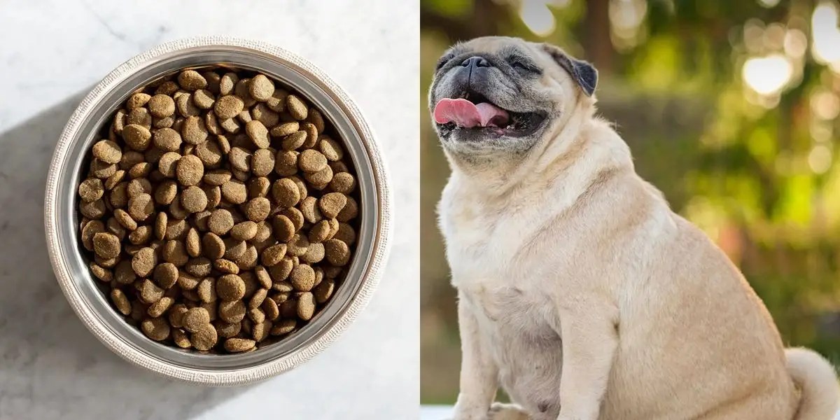 The best dog food for weight loss of 2023, with tips from veterinarians