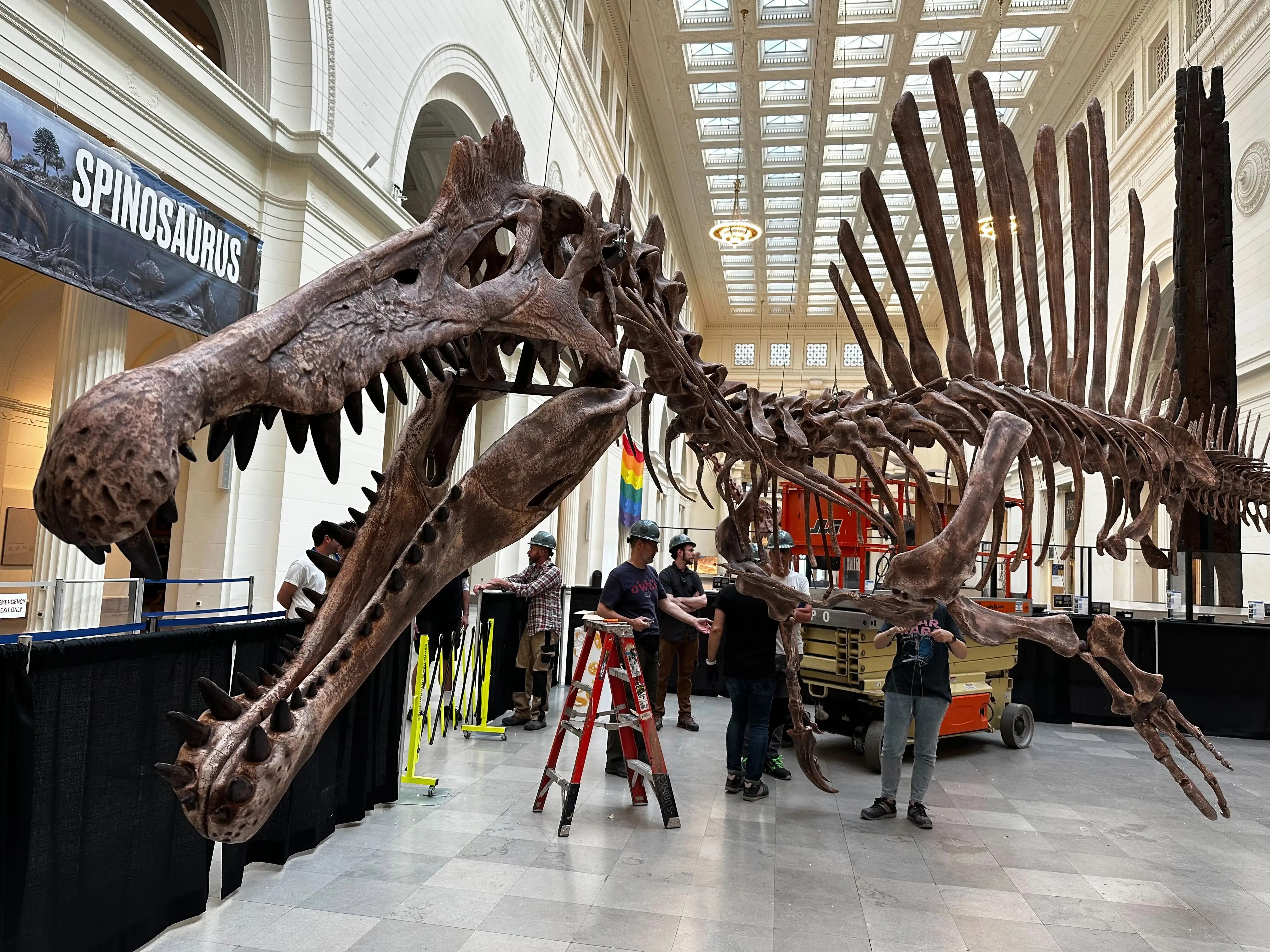 The Field Museum's New Spinosaurus Exhibit Assembled in Under 10 Hours Business Insider