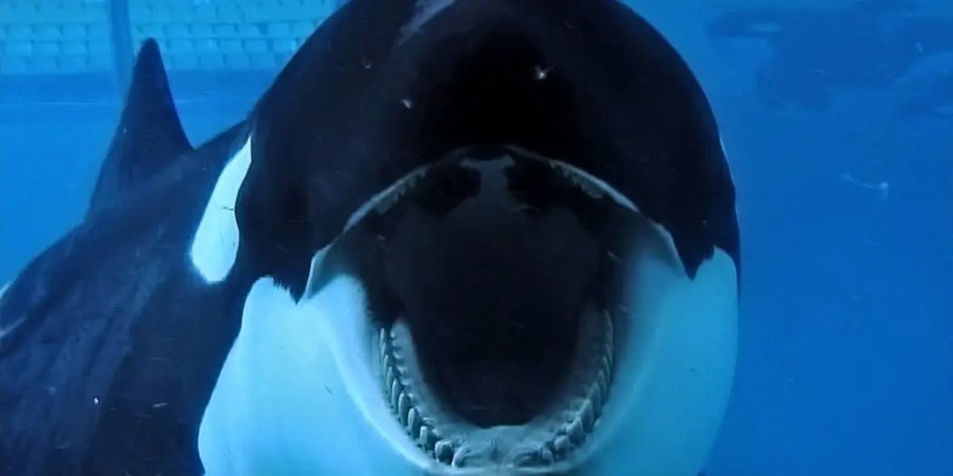 Why Orcas Attack, Sink Boats Just for Fun, Killer Whale Experts Say