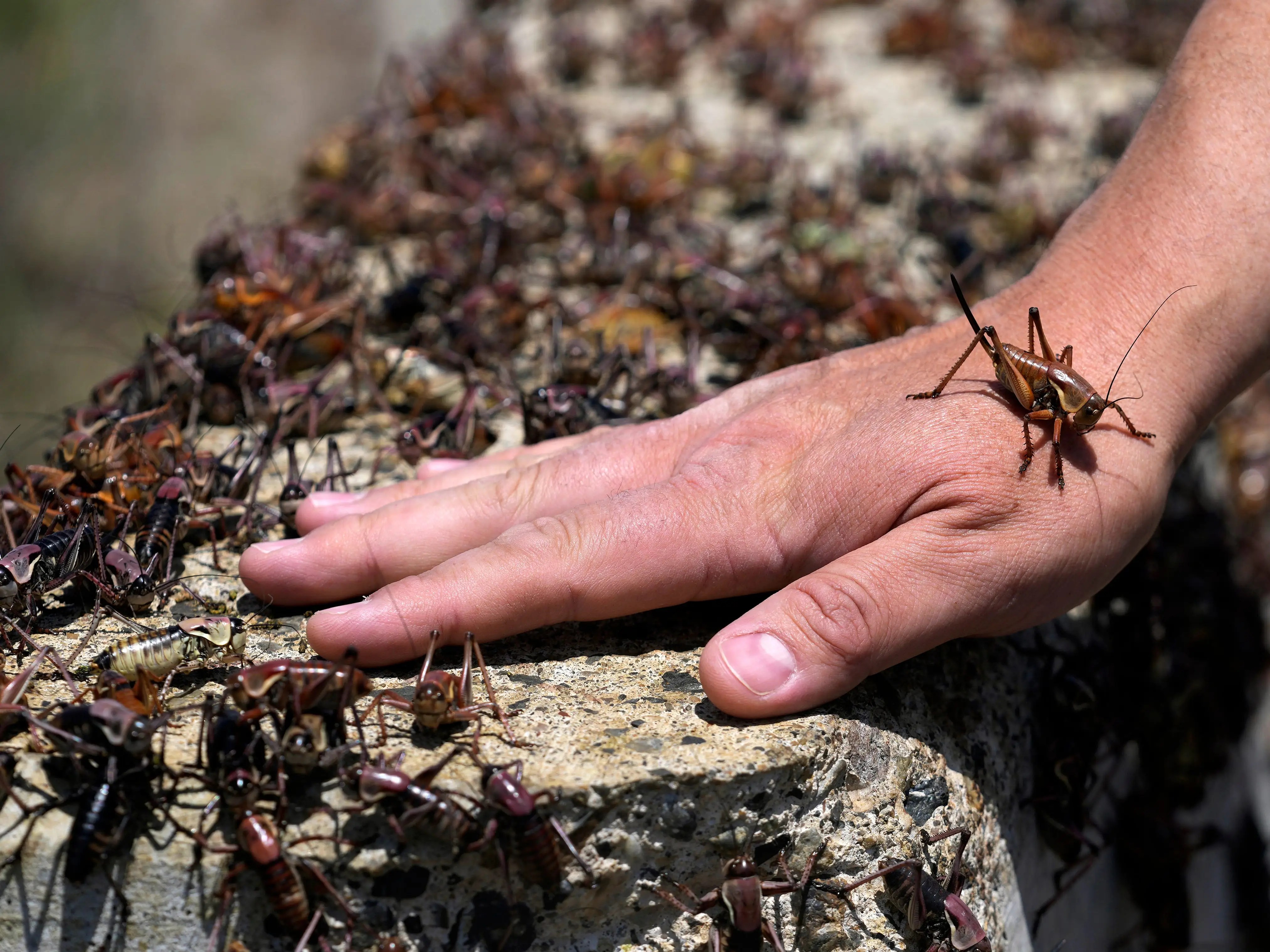 Nevada Town Fighting Plague of Mormon Crickets With Snowplows