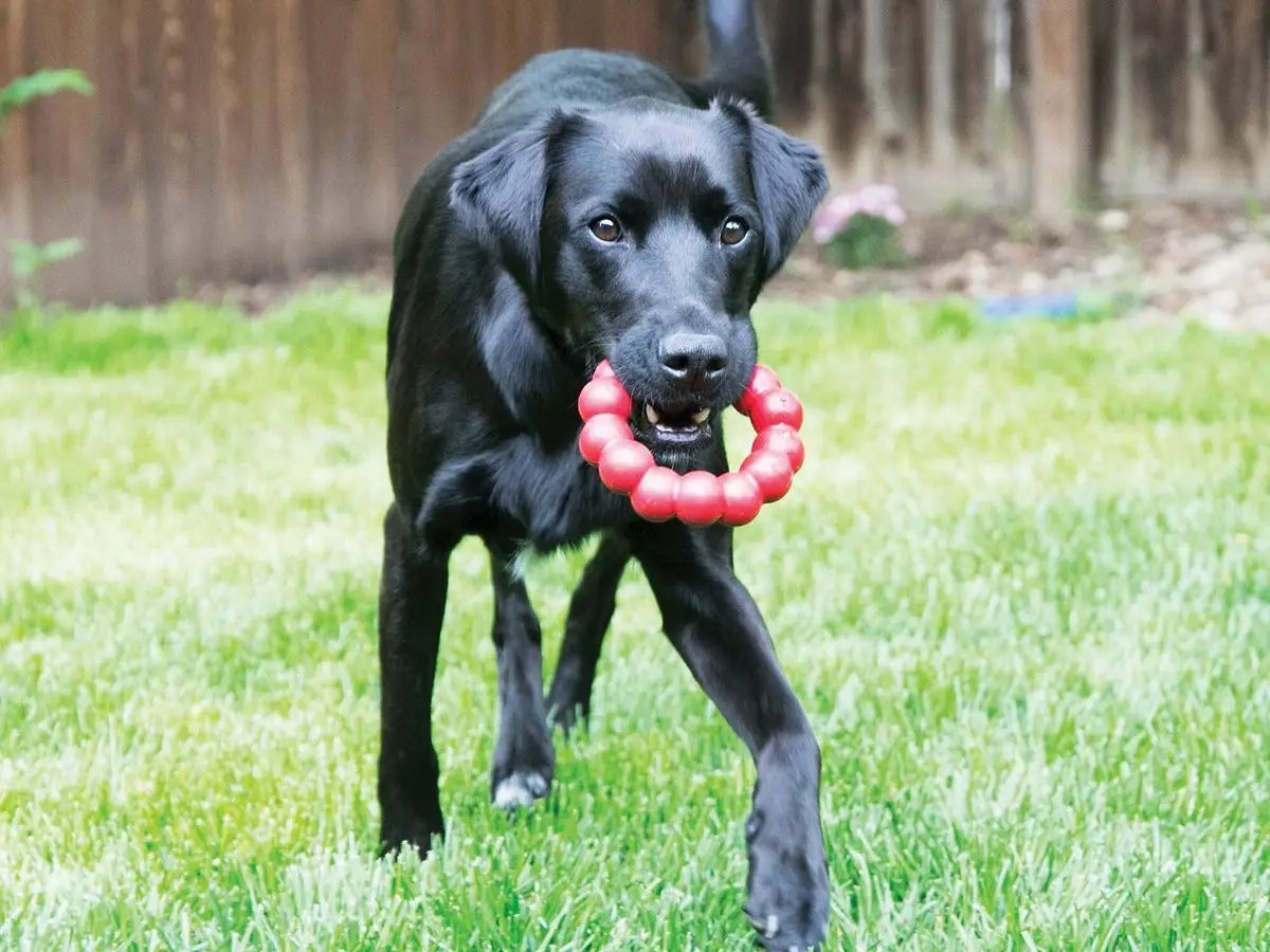 The 11 Best Dog Toys For Tough Chewers Of 2023, Tested And