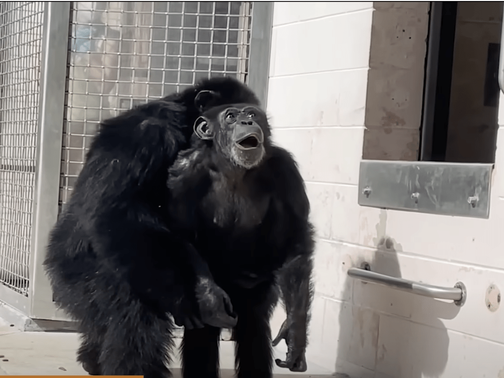 WATCH Amazed Chimpanzee Sees Sky for First Time After Lifetime in