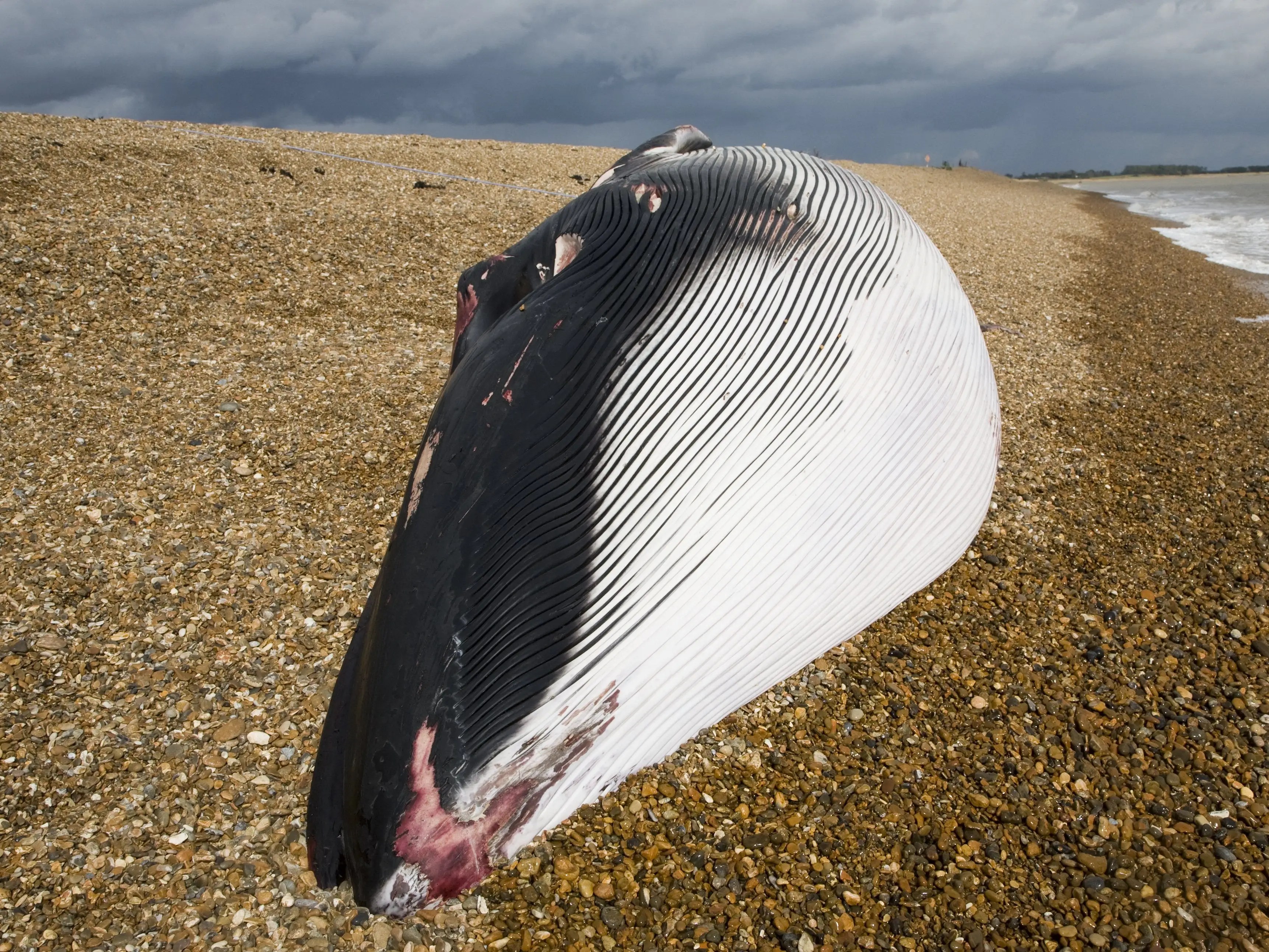Laukinės gamtos ekspertai paliko išplautą banginį po to, kai burbuliuojantys garsai, girdimi iš jo žarnų, sukėlė susirūpinimą, kad banginis gali sprogti