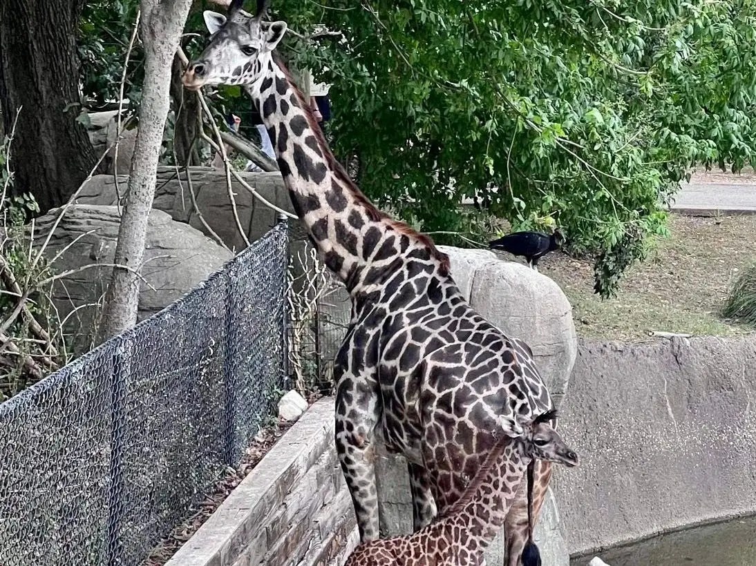 MonthOld Baby Giraffe Died Just Days After Her Mother at a Texas Zoo