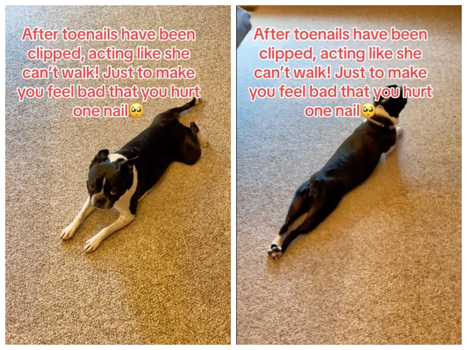 VIDEO Dog Pretends Her Legs Don't Work After Getting Nails Trimmed