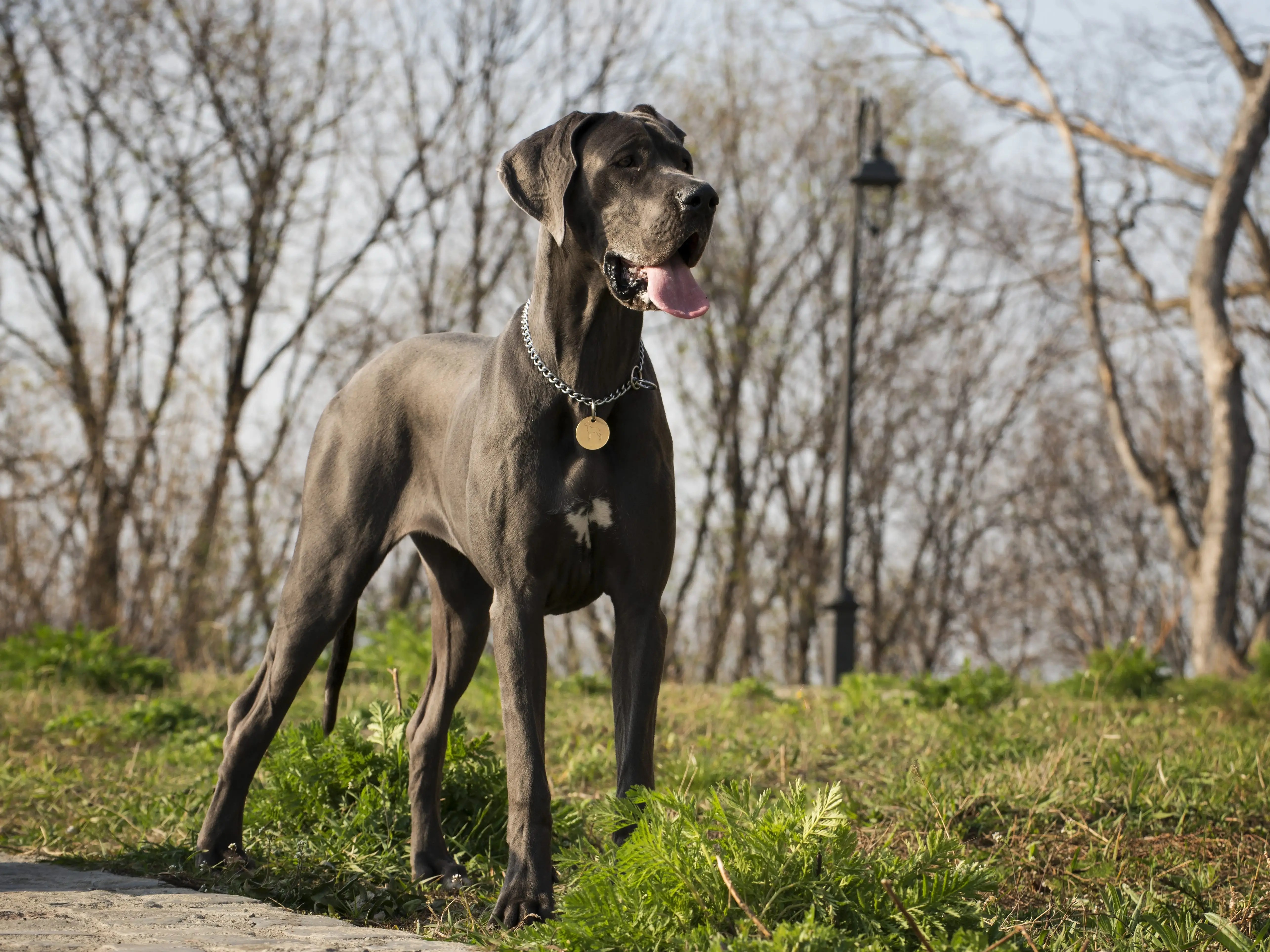 American Airlines Passenger Paid for 3 Seats to Fly With Great Dane Dog Business Insider