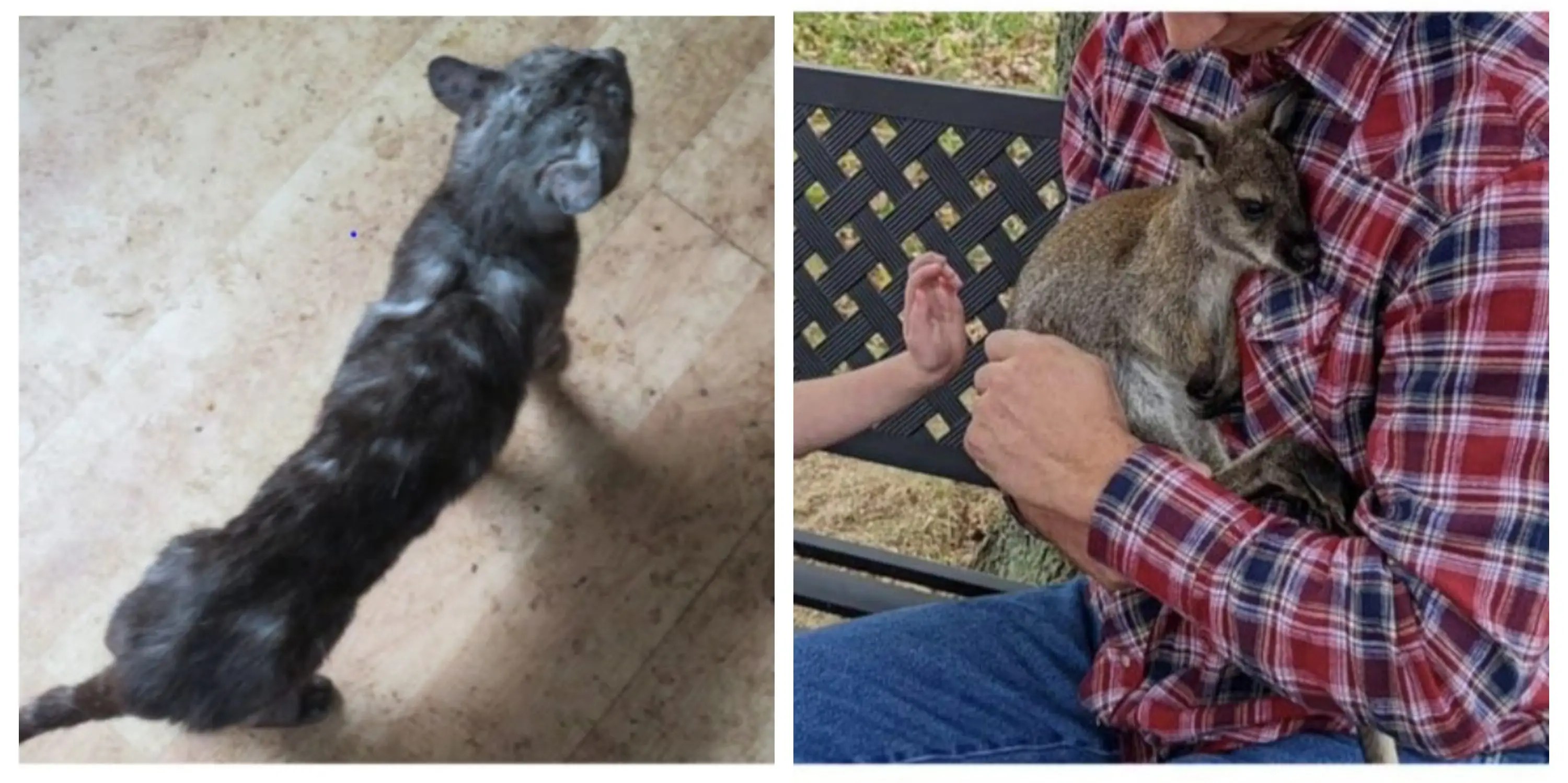 USDA Sues Michigan Exotic Pet Farm Even Keel Exotics Business Insider