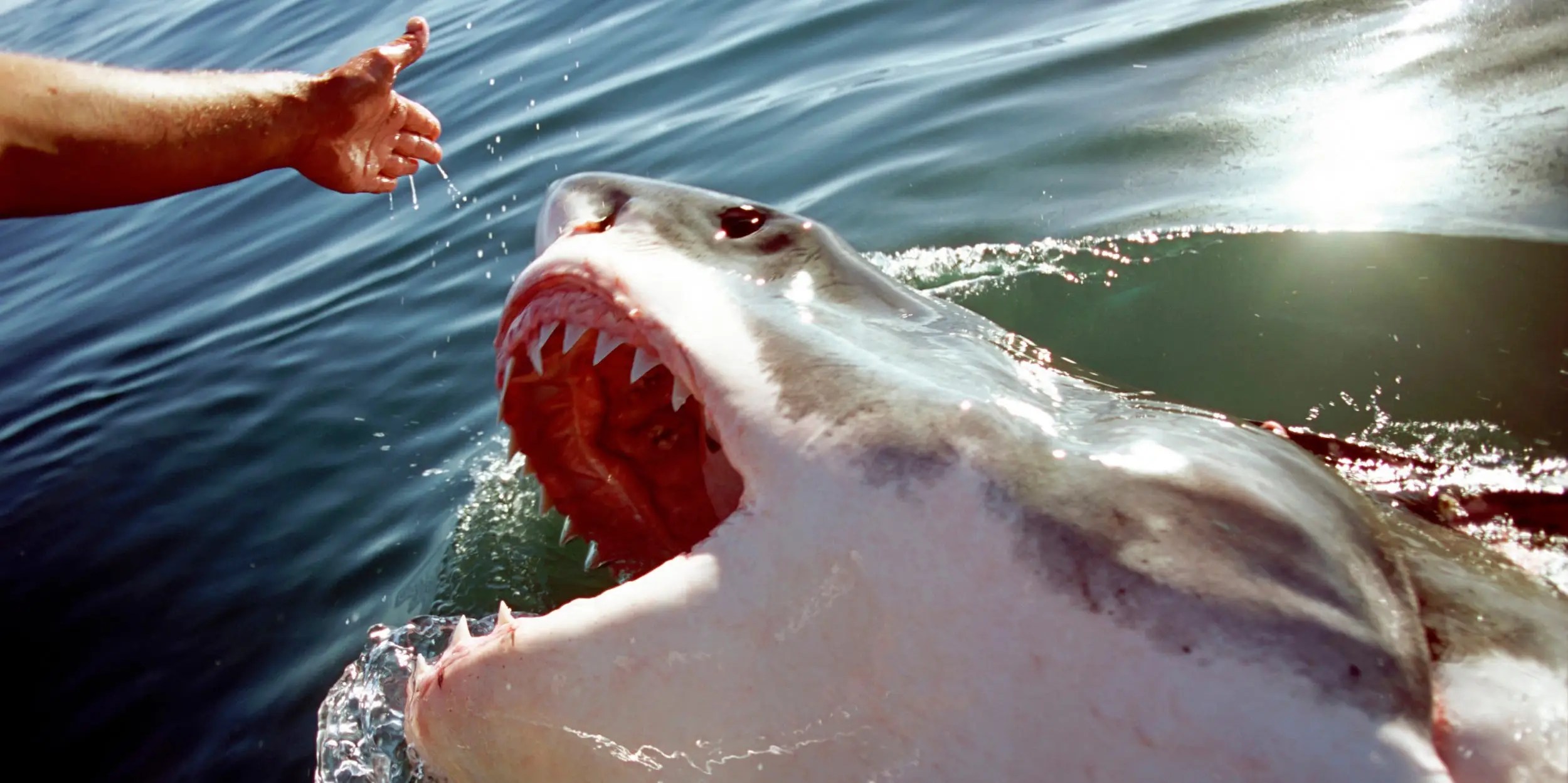 Photos Most Common Ways Sharks Attack and How to Avoid Them Business