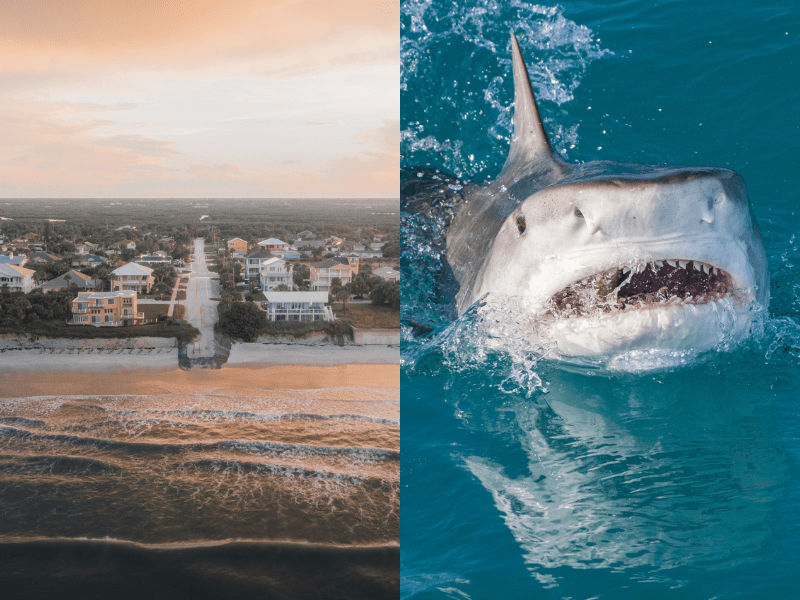 Why a Florida County Became the 'Shark Bite Capital of the World