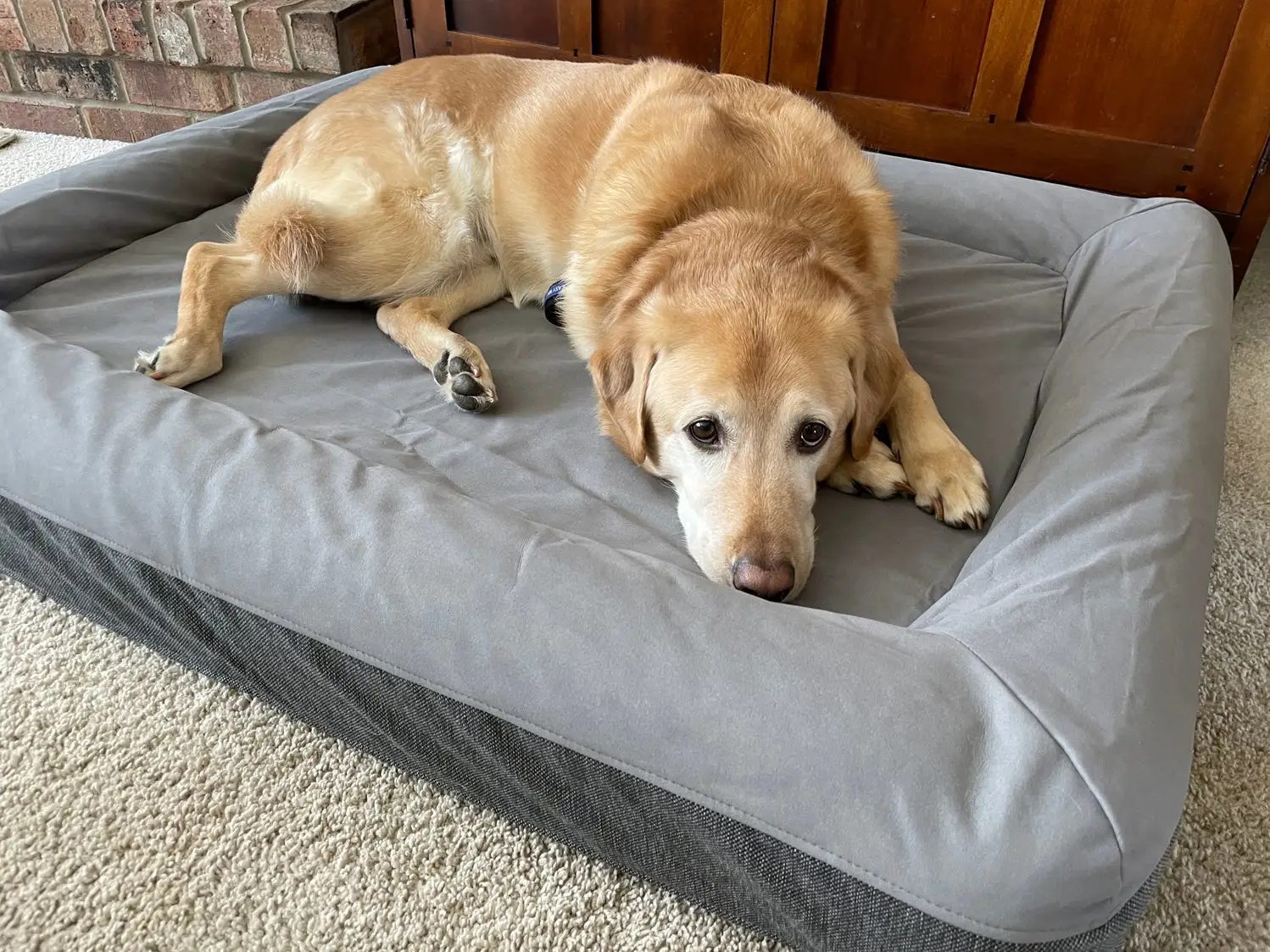 unique Conqueror adverb best dog bed for labrador Tiny flood