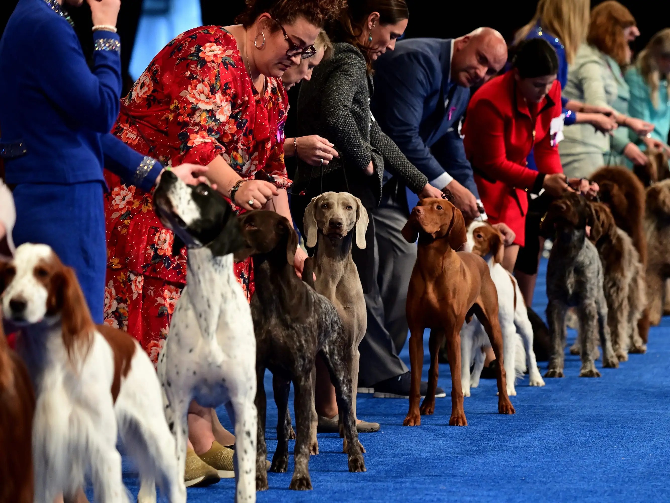 The National Dog Show Is Better Than Thanksgiving Football Business