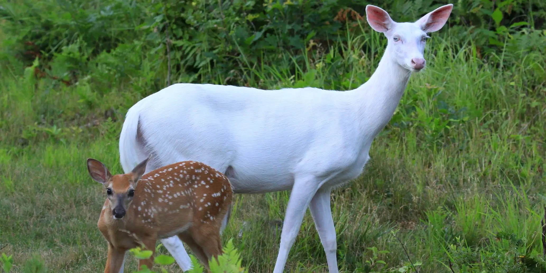 Tennessee Couple Spots Rare White Deer in Backyard Business Insider