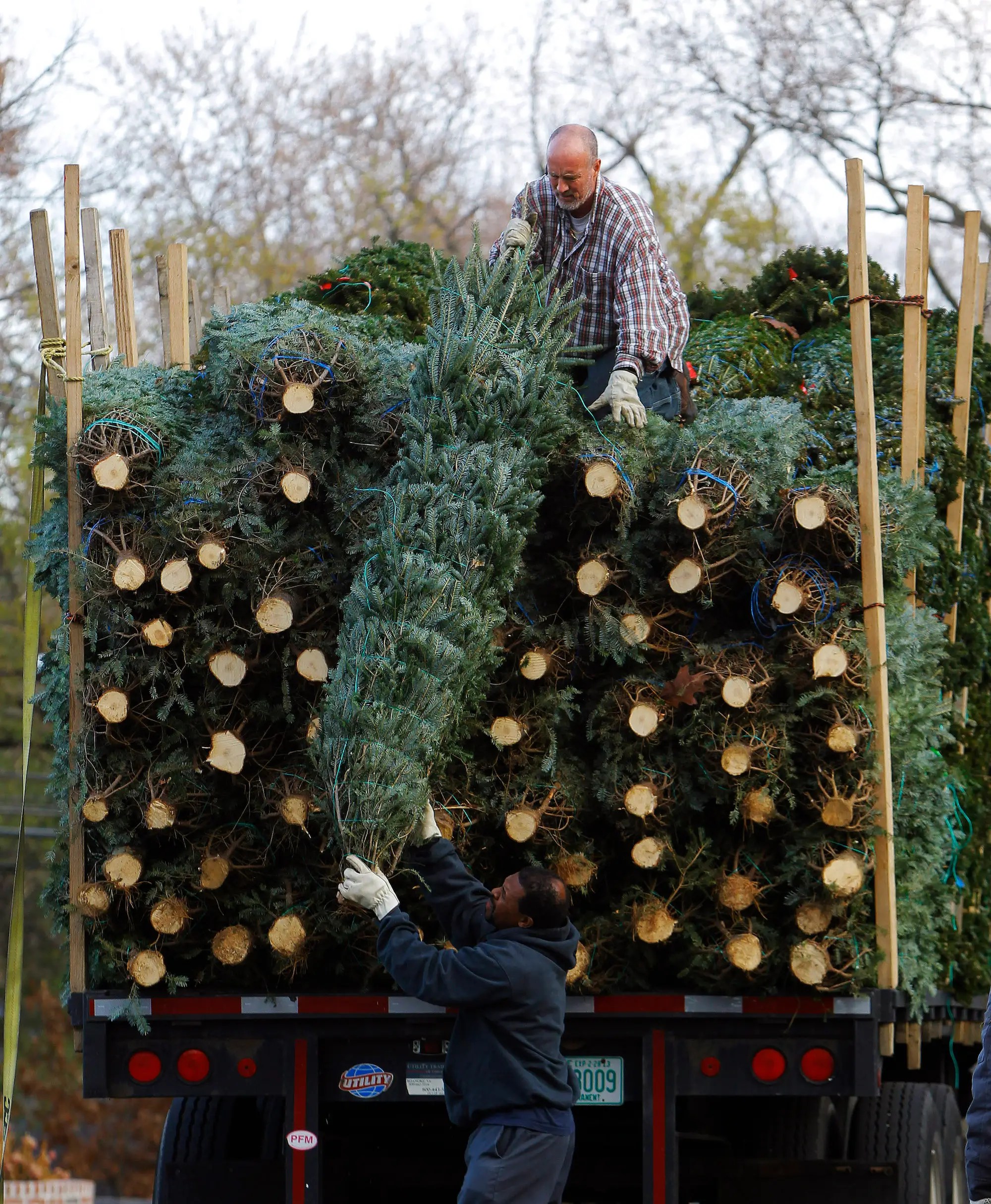 How to Choose the Best Christmas Tree According to Experts Business