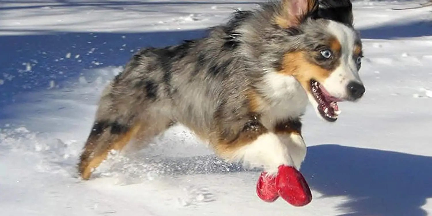 The 5 Best Dog Boots for Winter and More in 2024