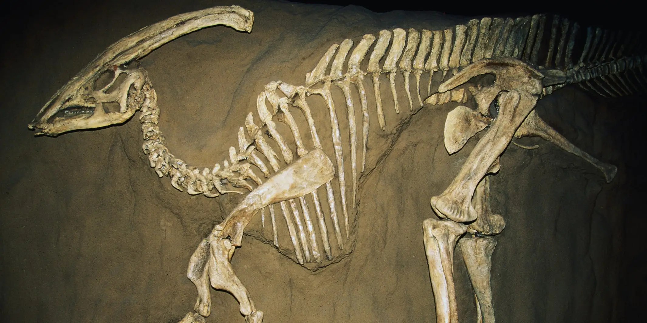 Man Finds 70MillionYearOld Titanosaur Fossil While Walking Dog