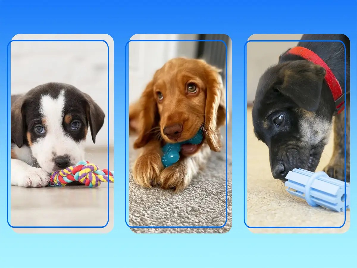 The 13 best puppy teething toys of 2024 15 Minute News