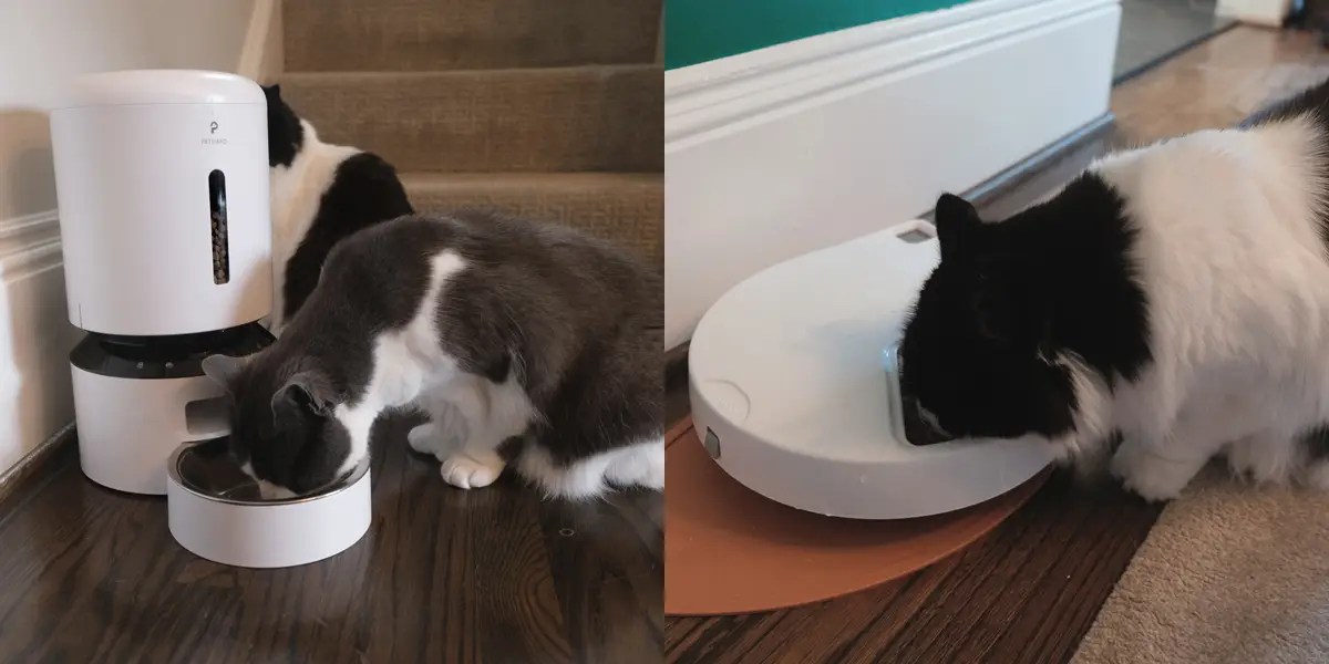 The 5 Best Automatic Cat Feeders We Tested in a MultiCat Home