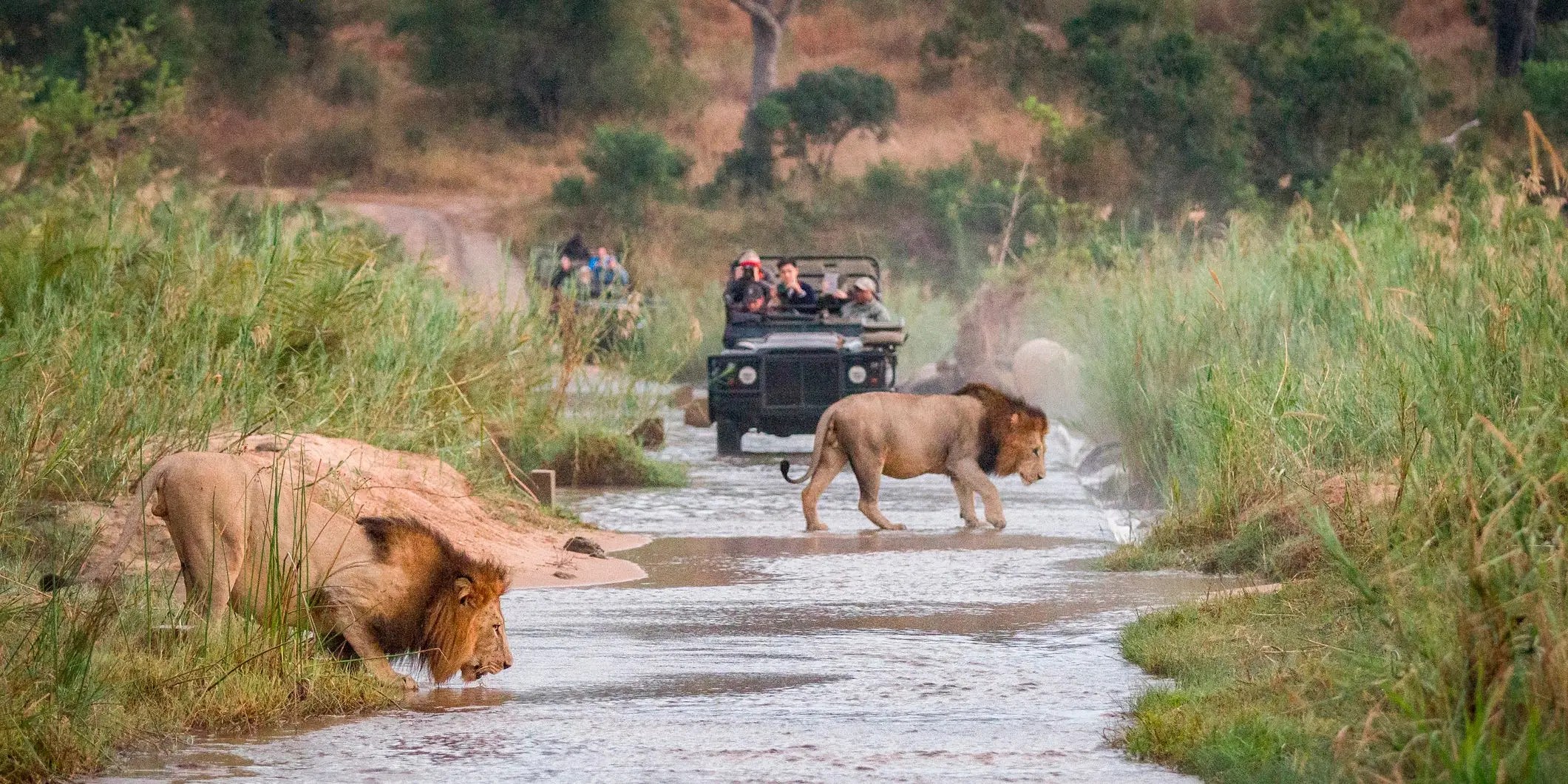 Błędy, których powinni unikać nowicjusze na safari w RPA