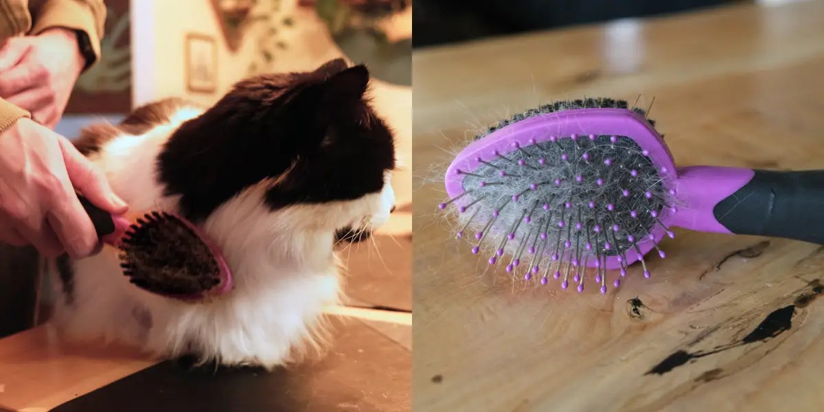 The 7 Best Cat Brushes of 2024, Tested With Short and LongHaired Cats