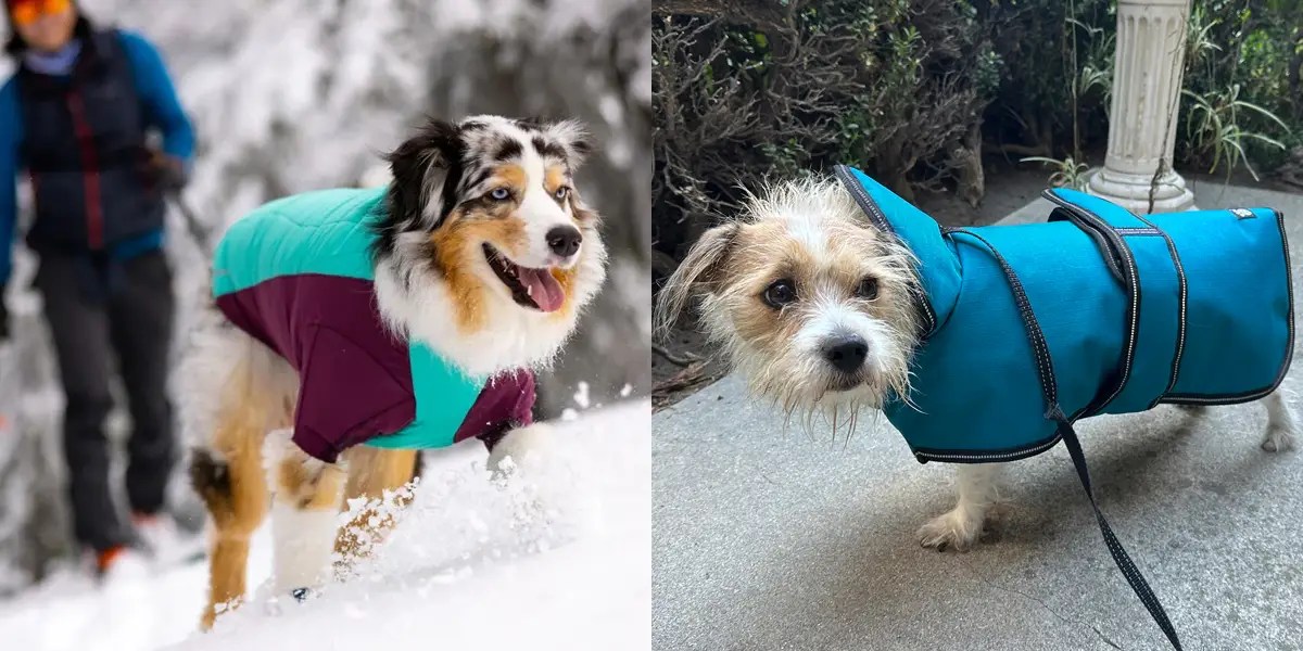 The 5 best winter dog coats in 2025, according to dog walkers and hands-on testing