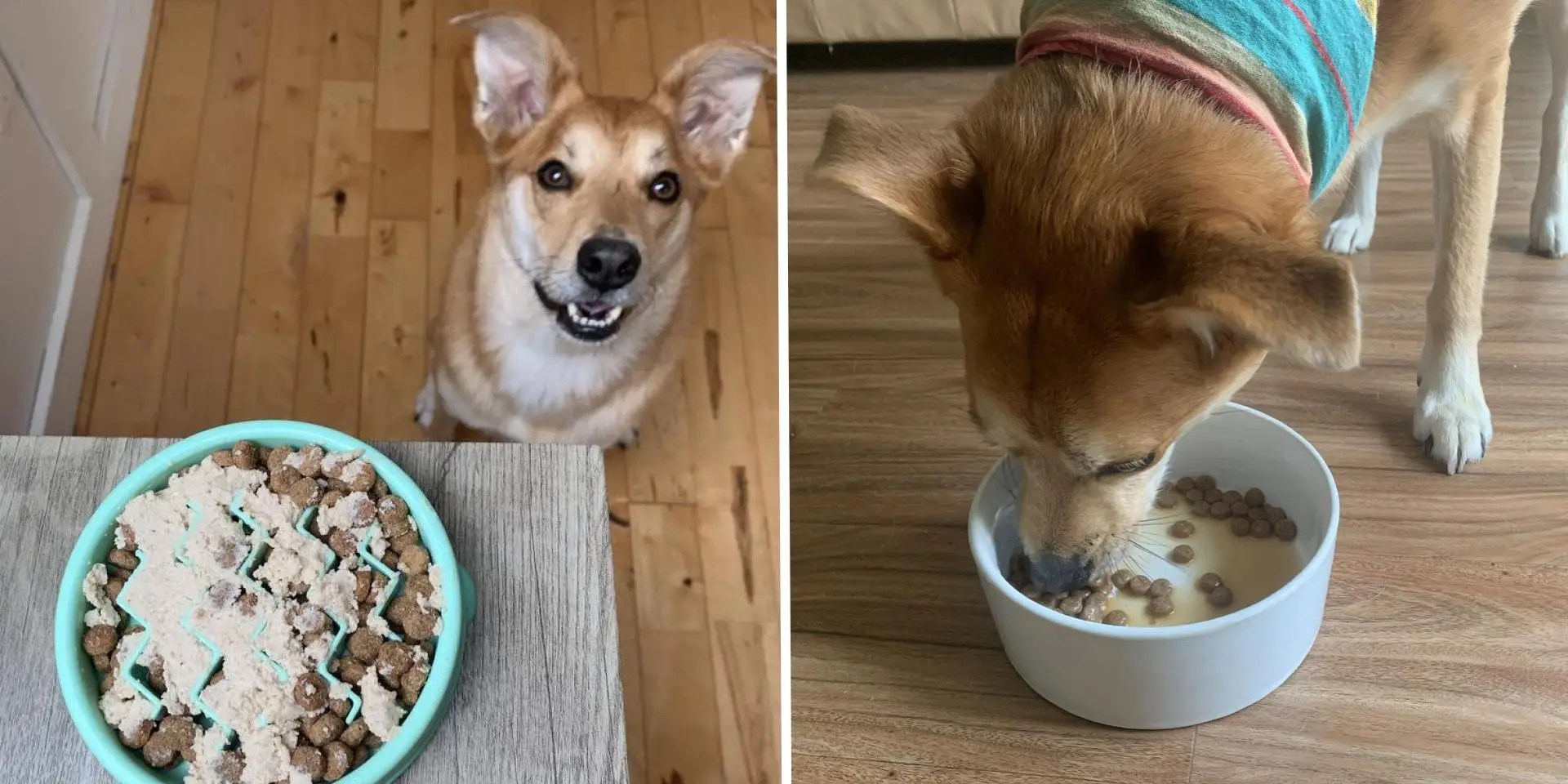 The Best Dog Food Toppers in 2026, Tested by a Picky Eater