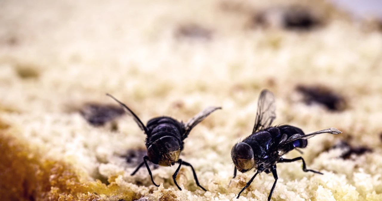 Jak pozbyć się much z domu? Sprawdź najskuteczniejsze sposoby Kobieta