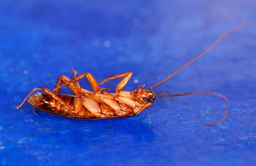 Jak pozbyć się prusaków z domu? Kobieta w INTERIA.PL