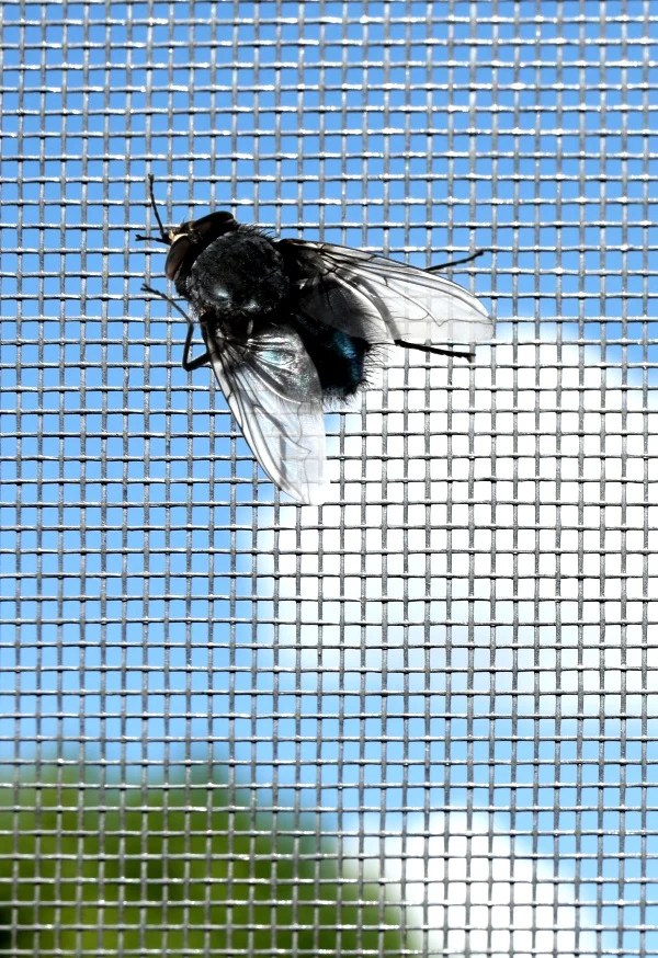 Jak pozbyć się much z domu i ogródka? Sprawdzone sposoby Kobieta w