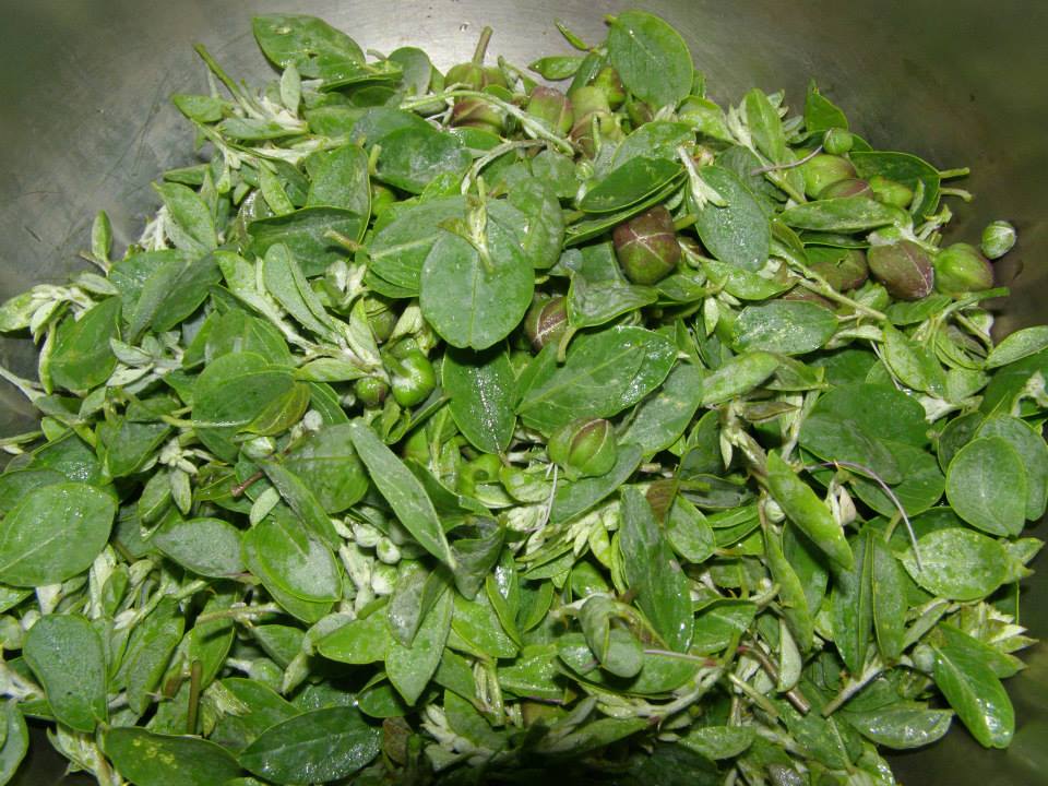 justcooking.in Food Dictionary Greens Caper Leaves
