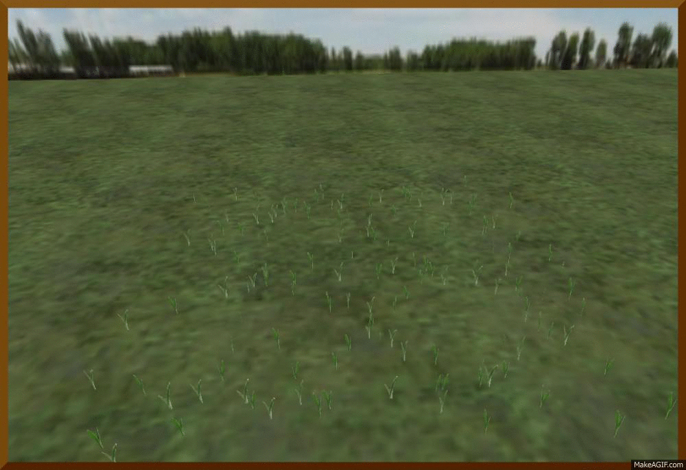 corn field growing on Make a GIF