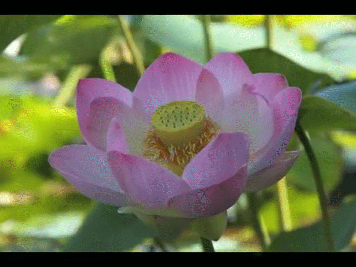 Timelapse Lotus 1 on Make a GIF