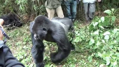 Crazy Gorilla Attack On Make A Gif