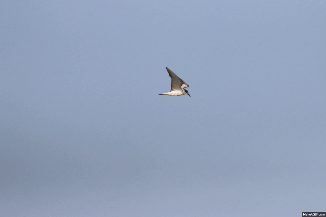 √ flying sky gif 335761No man's sky flying gif