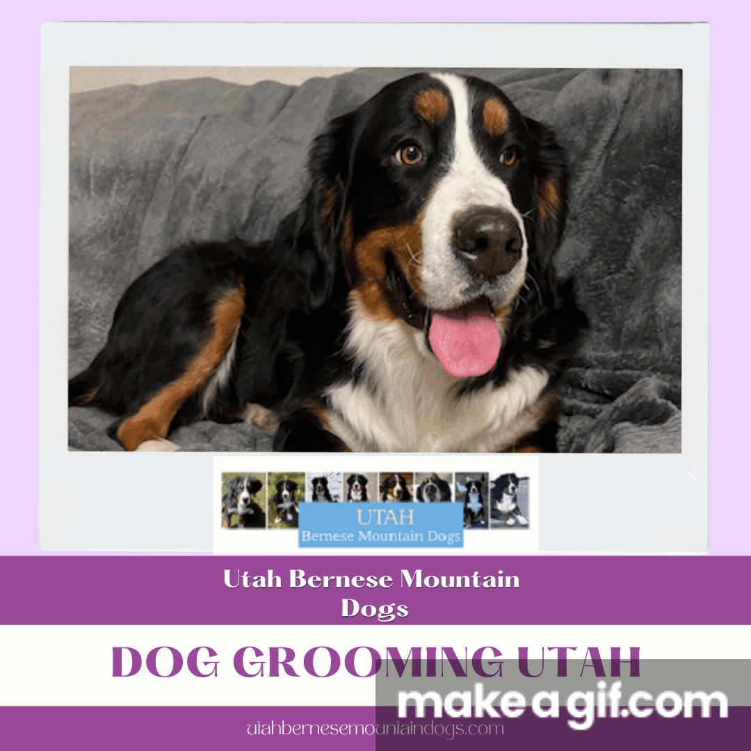 Dog grooming Utah on Make a GIF