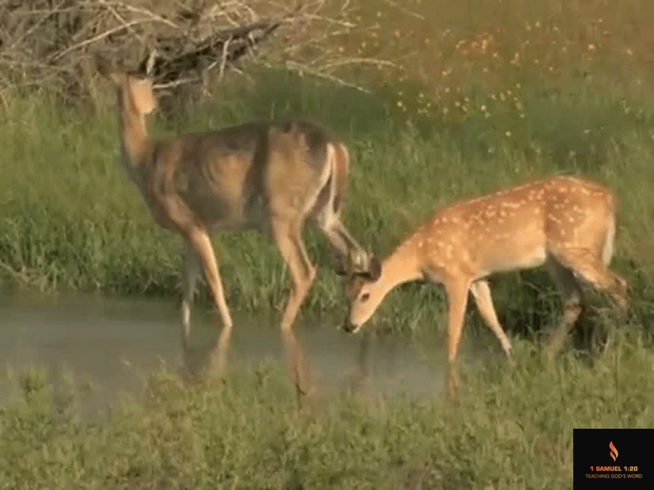 Water hole Deer on Make a GIF
