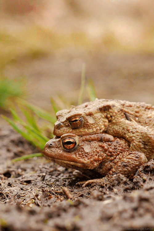 Toad Love on Make a GIF